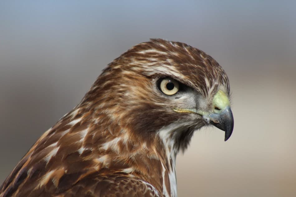 brown hawk