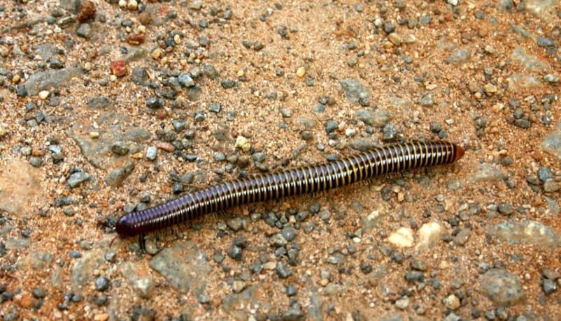 brown millipede