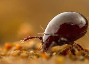 mite close-up