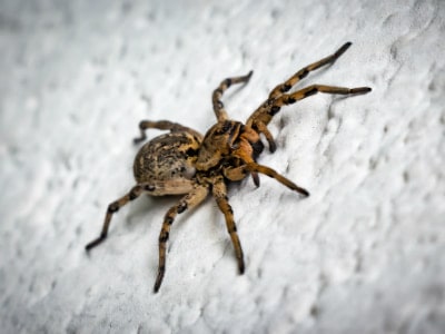 brown spider on white background