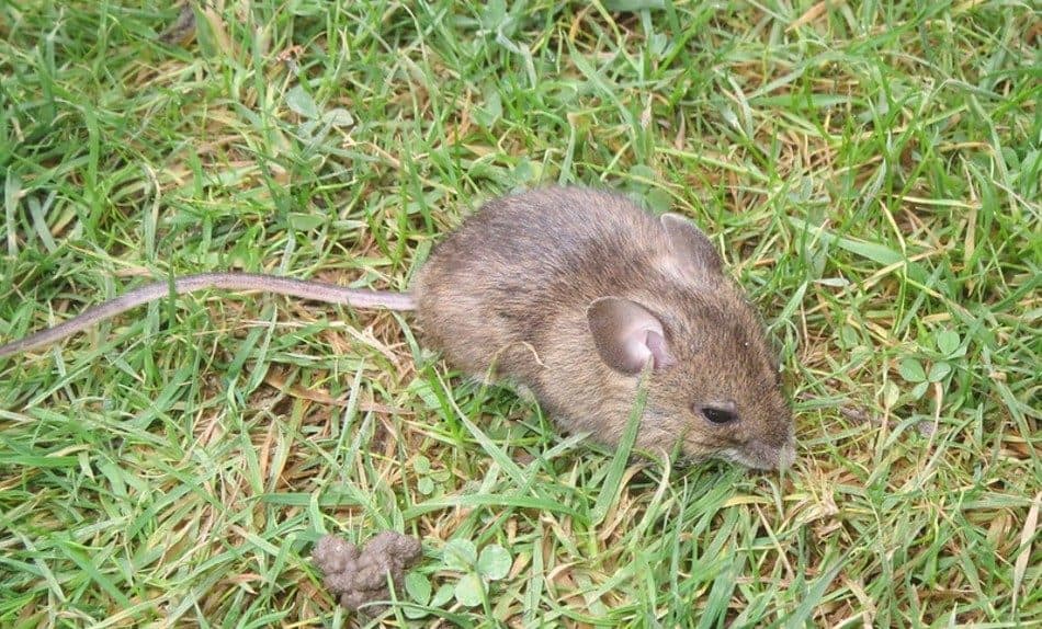 brown wood mouse sitting in the grass