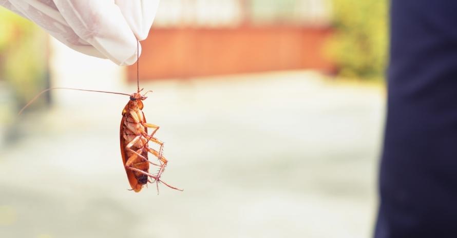 bug in hand