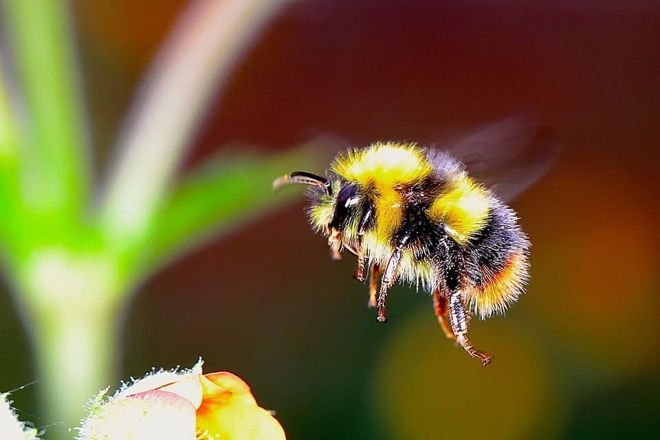 bumblee-bee-flying