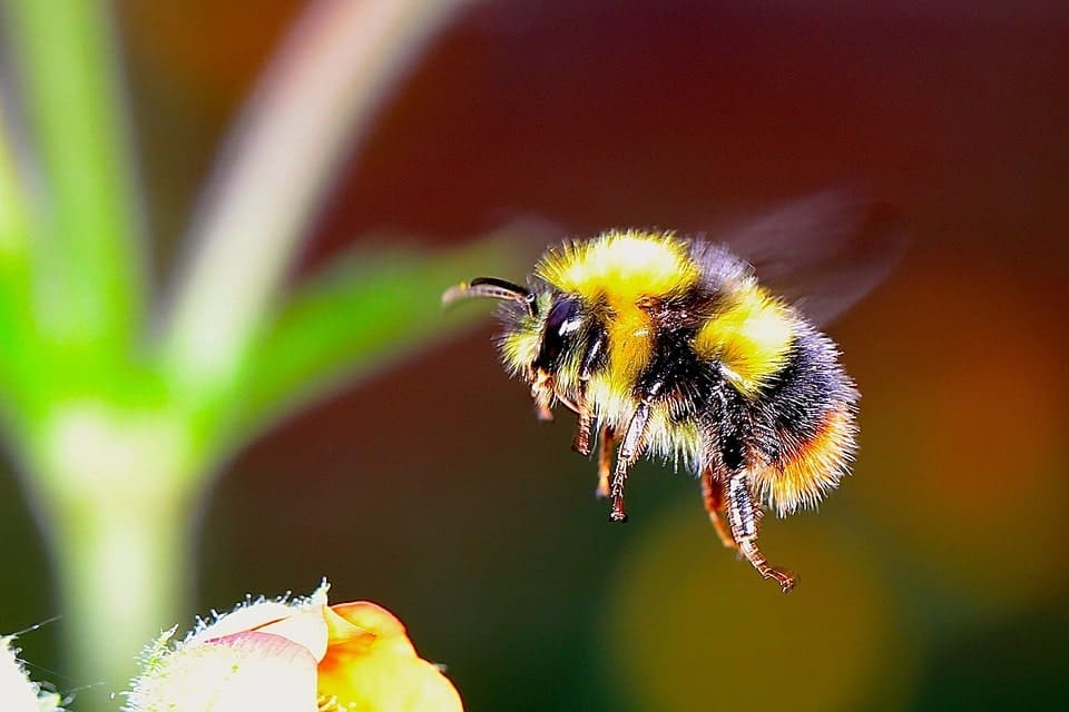 How To Get Rid Of Bumble Bees Expert Recommendations