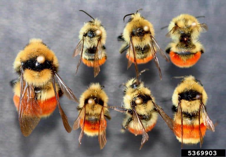 How To Get Rid Of Bumble Bees - How To Get Rid Of Bumble Bees Naturally 4 Simple Methods Pest Wiki - It can act as a sucker as well as the blower.