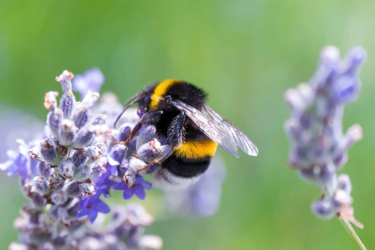 bumblebee on flowers