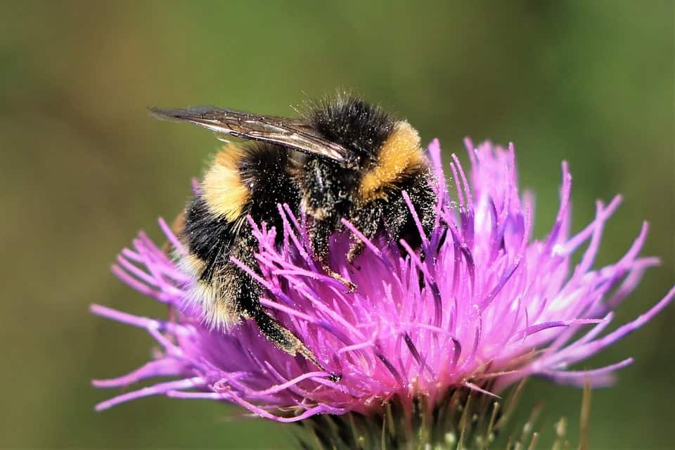 bumblebee on the violet flower