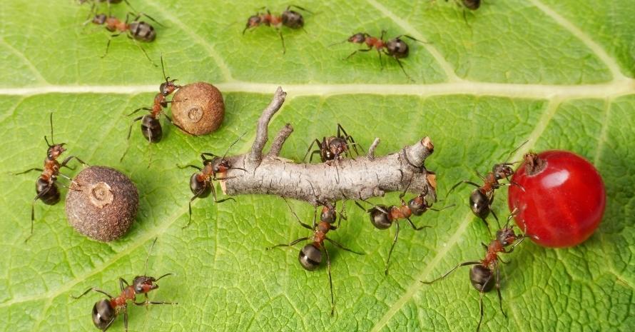 cargo traffic at ants work path