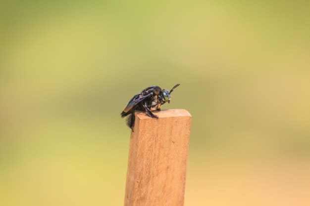 arpenter bee on the piece of wood