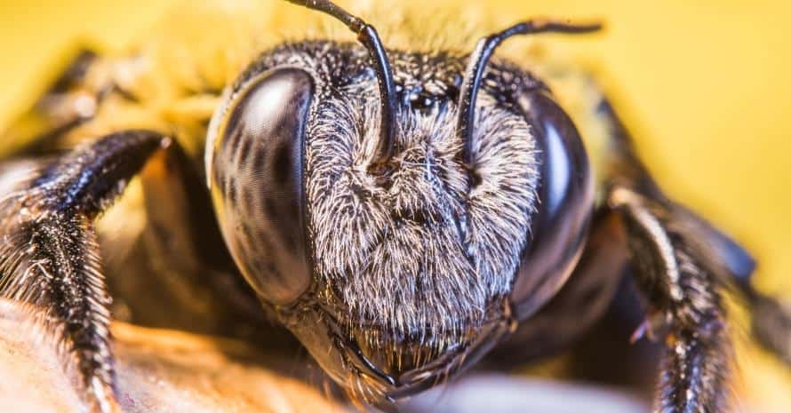 carpenter bee close up