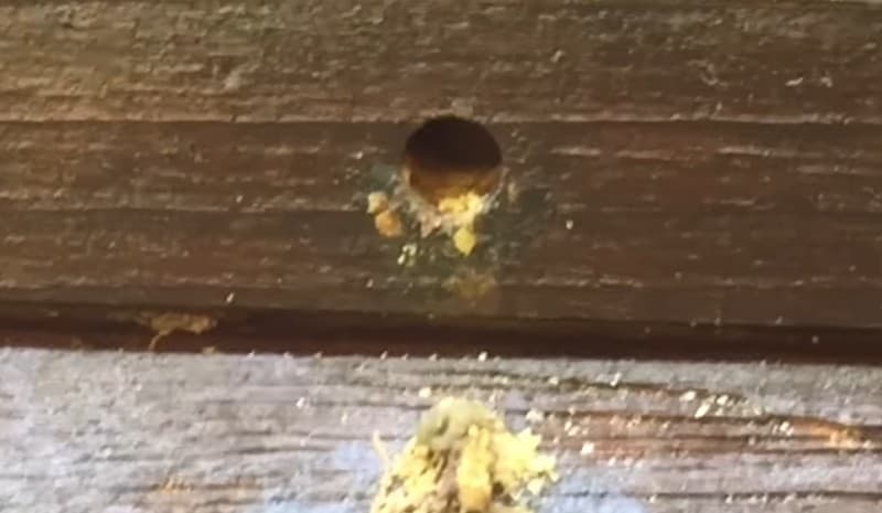 Сarpenter bee nest in wood