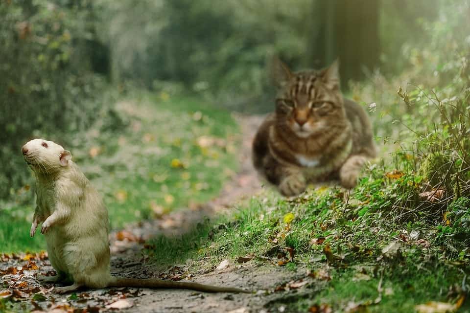 cat and mouse in the forest