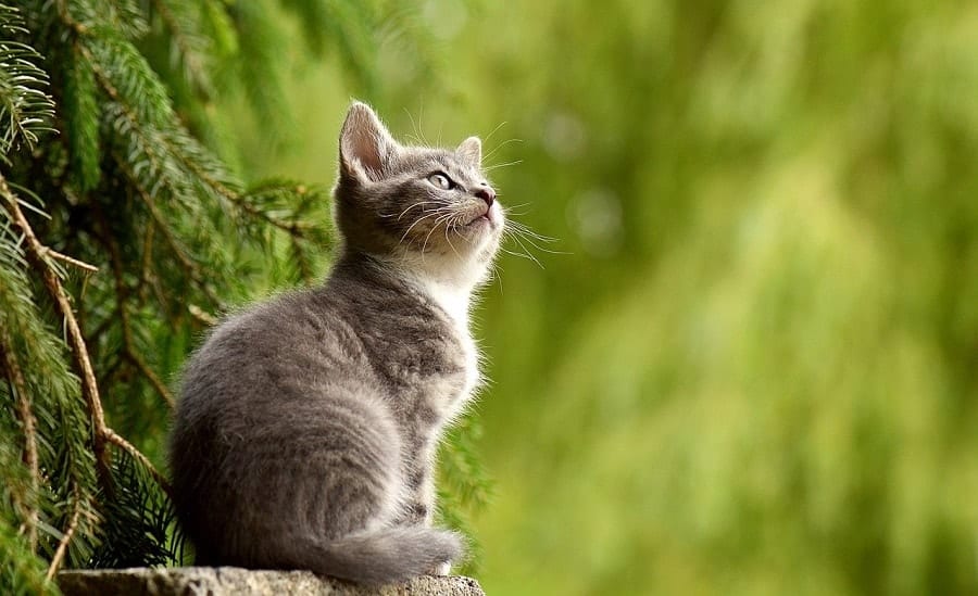 grey kitten sitting in the garden