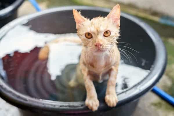 cat bathes