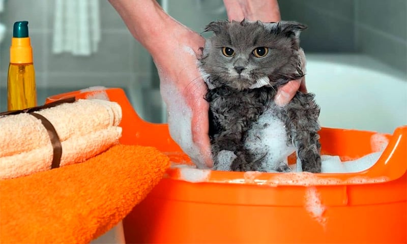 cat is washing