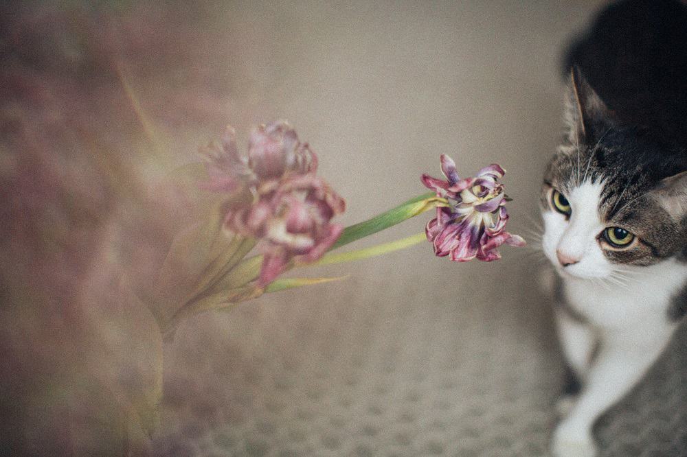 cat staring the flower