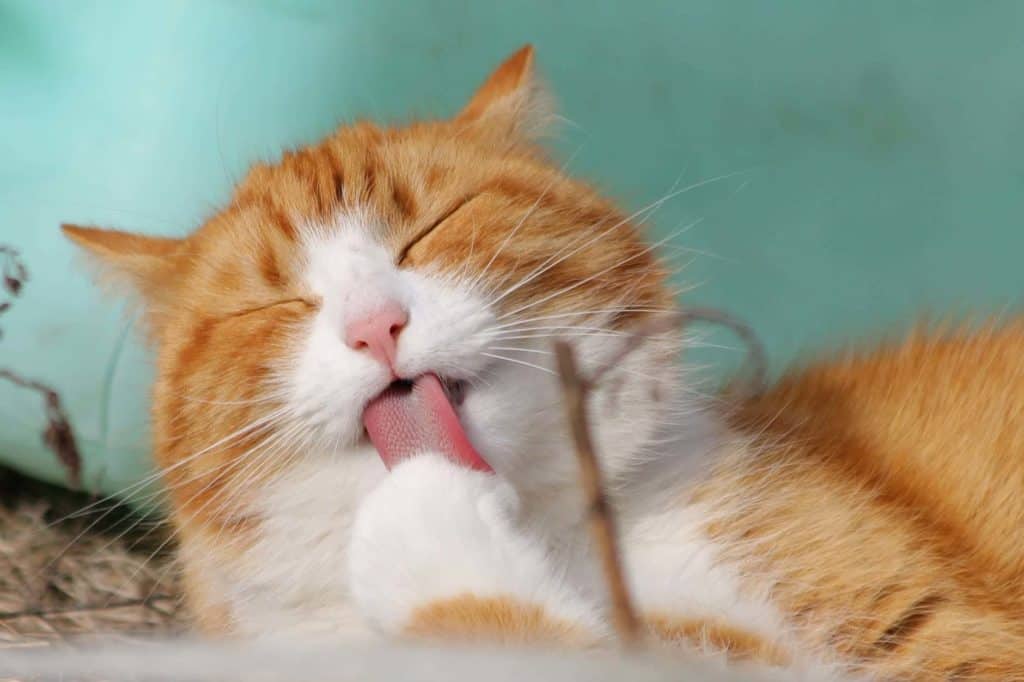 ginger cat licks paw