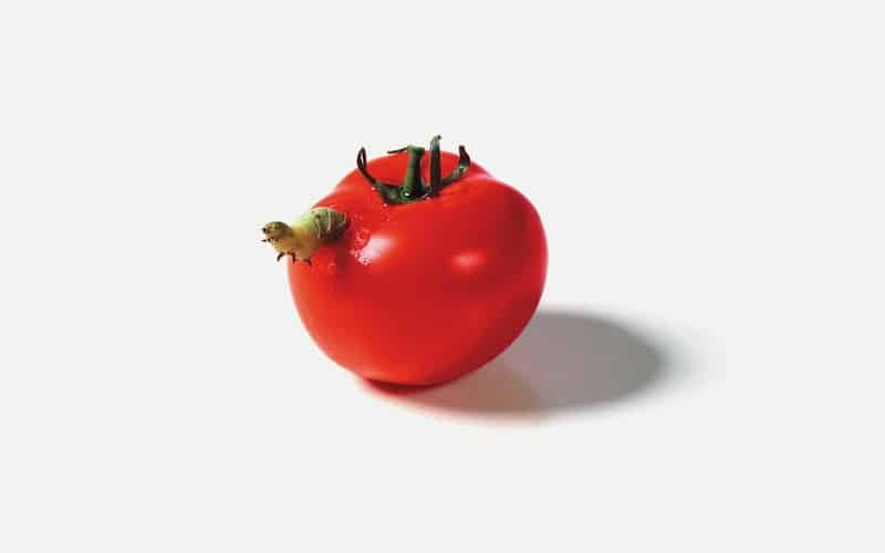 caterpillars-eating-tomato