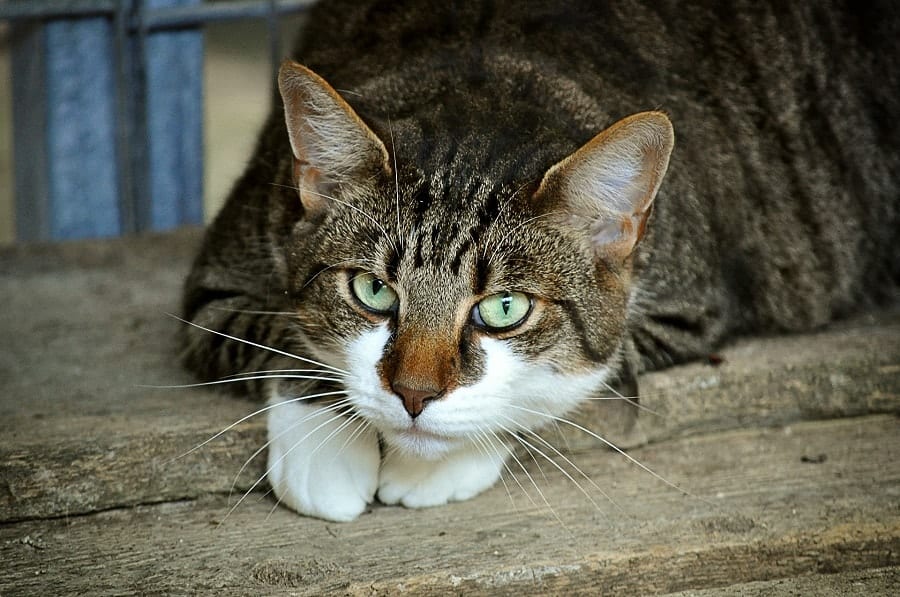 cat lying on floor