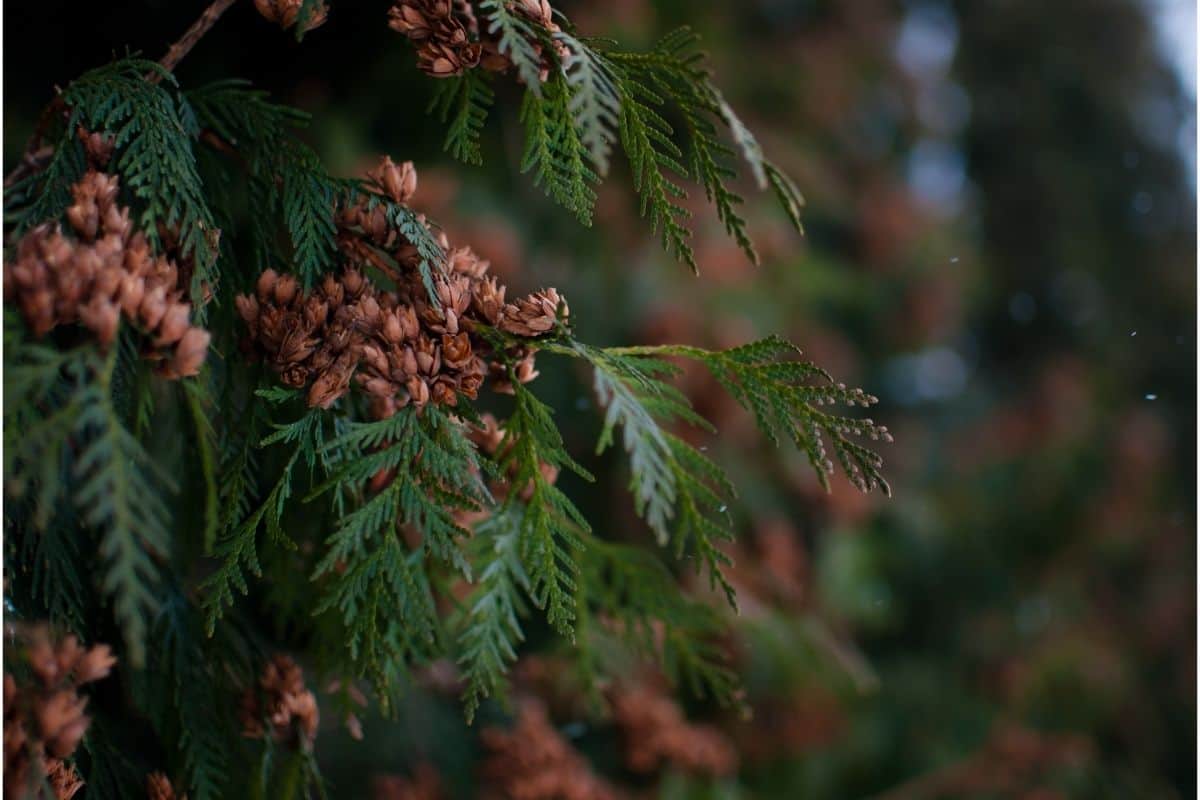 cedar tree branches