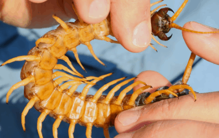 centipedes house centipede rid bite guide