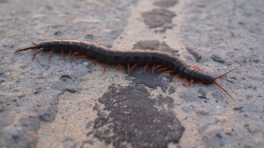 centipede on a ground