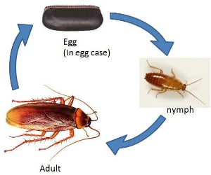 How To Get Rid Of Cockroaches 5 Best Roach Killers 2020