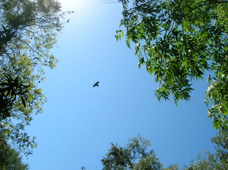 chicken hawk flying high in the sky