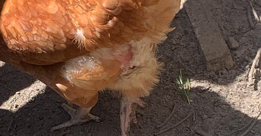 chicken infected