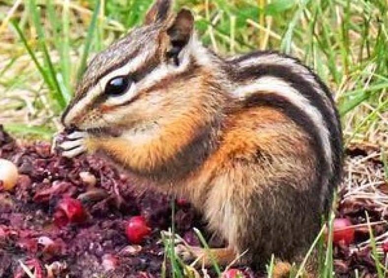 chipmunks -eats-food