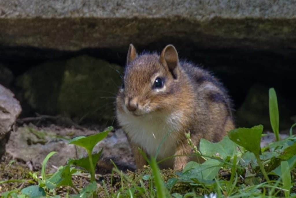 How to Catch Chipmunk: Rules for Getting Rid of Elusive Rodents