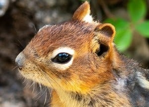 How to Catch Chipmunk: Rules for Getting Rid of Elusive Rodents