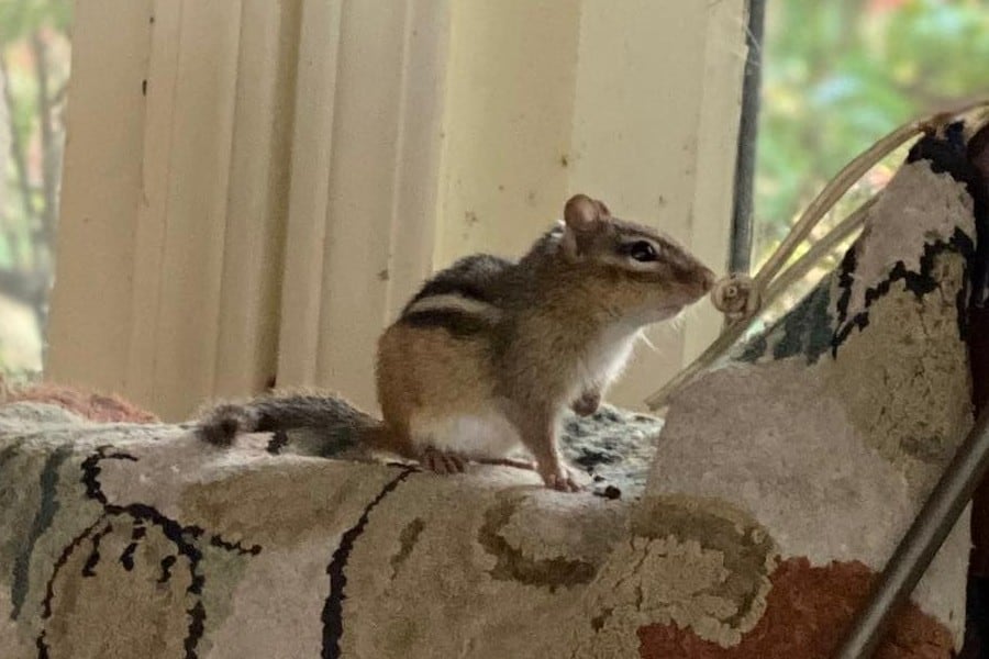 chipmunk on the bedspread