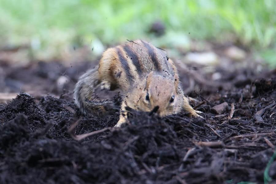 chipmunk on the ground