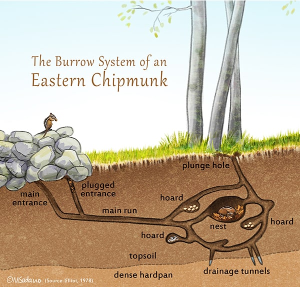 chipmunk burrow