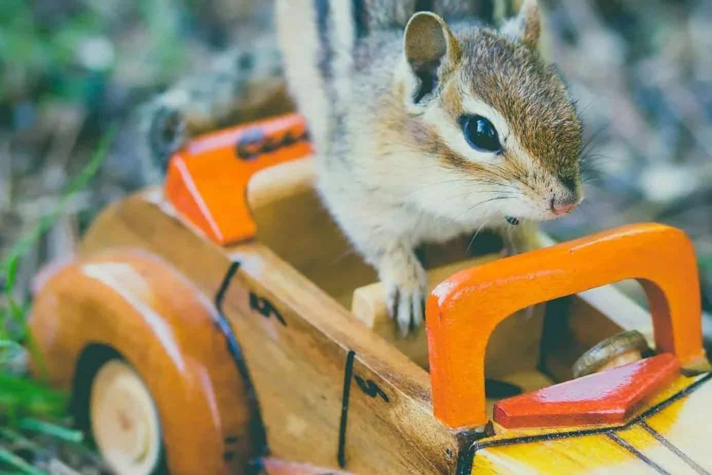 How to Keep Chipmunks Out of Car? It's Simple!