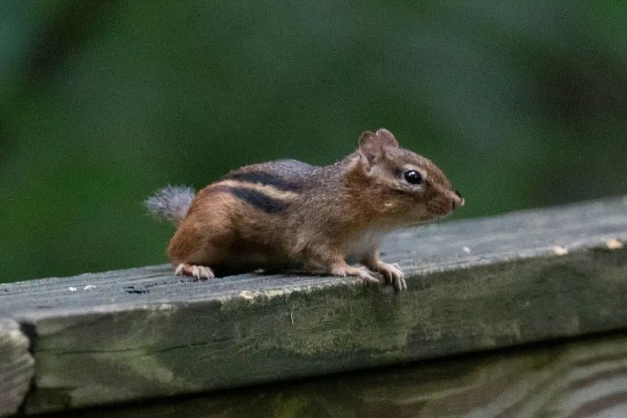 chipmunk on the old desk