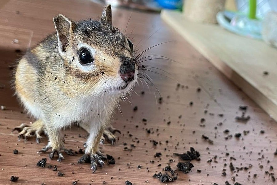chipmunk dirty-on-table