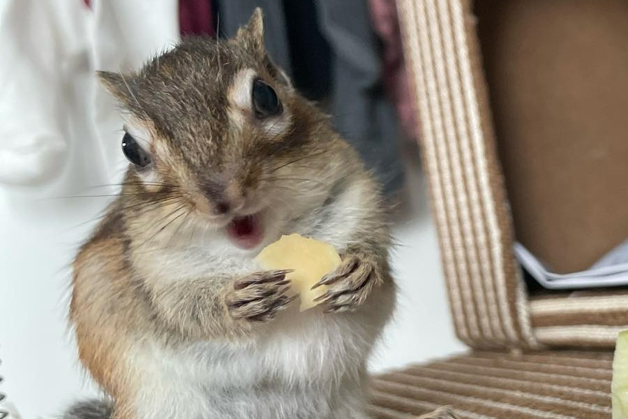 chipmunk eats chips