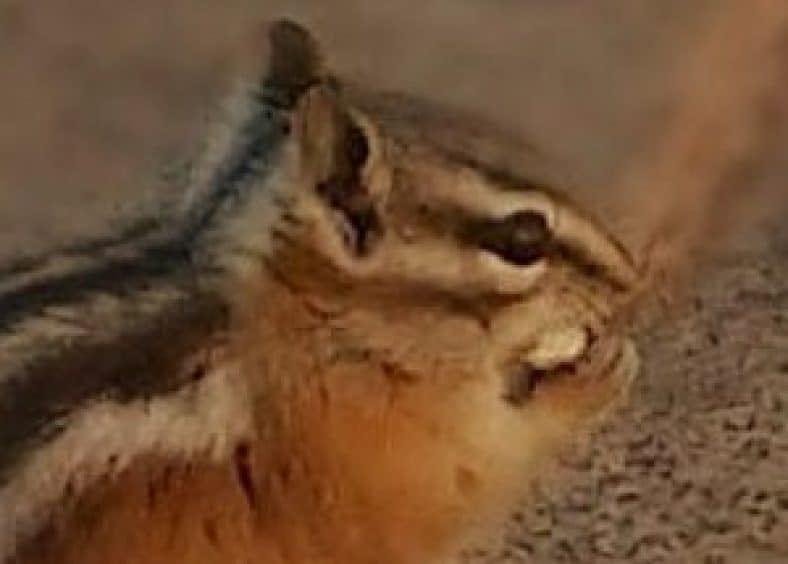 What Food Do Chipmunks Like? The Secret Is Out!