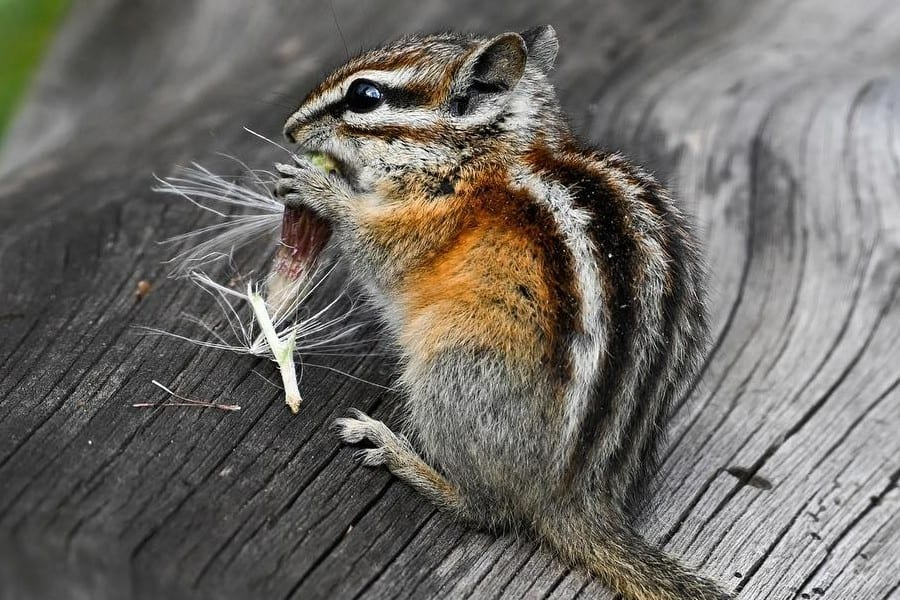 chipmunk eats food on wood