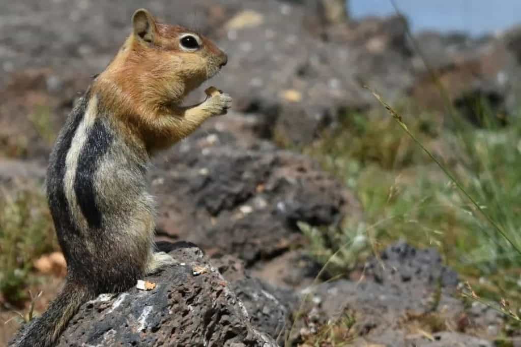 What Food Do Chipmunks Like? The Answer Might Surprise You!