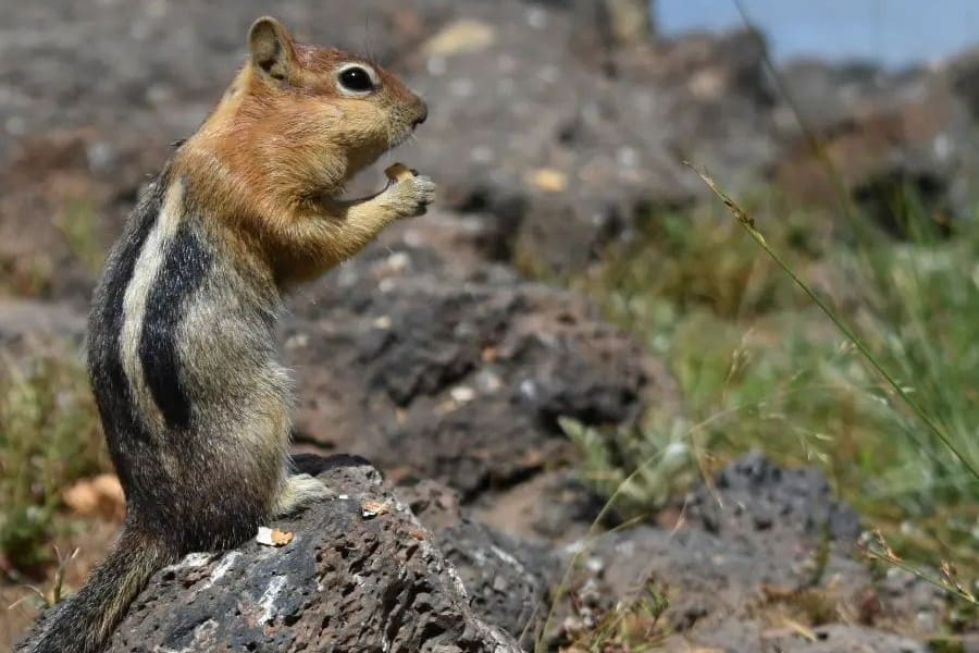 chipmunk eats nuts