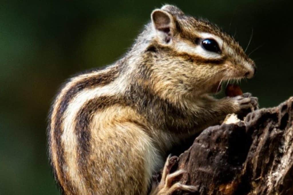 How to Keep Chipmunks Away From Tomato Plants: Plan to Save the Crop