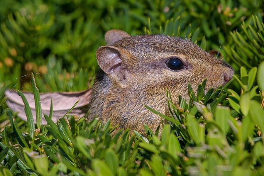 chipmunk in green grass