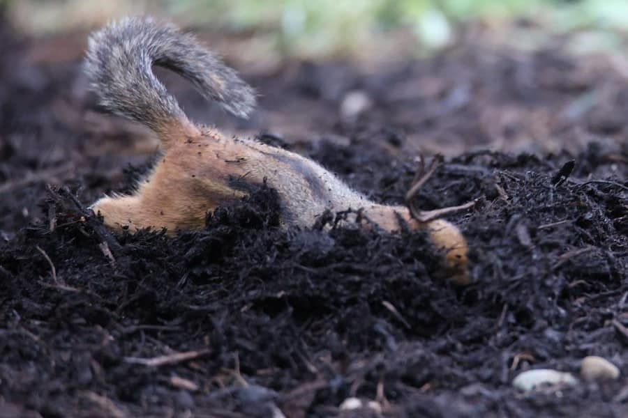 chipmunk in the ground