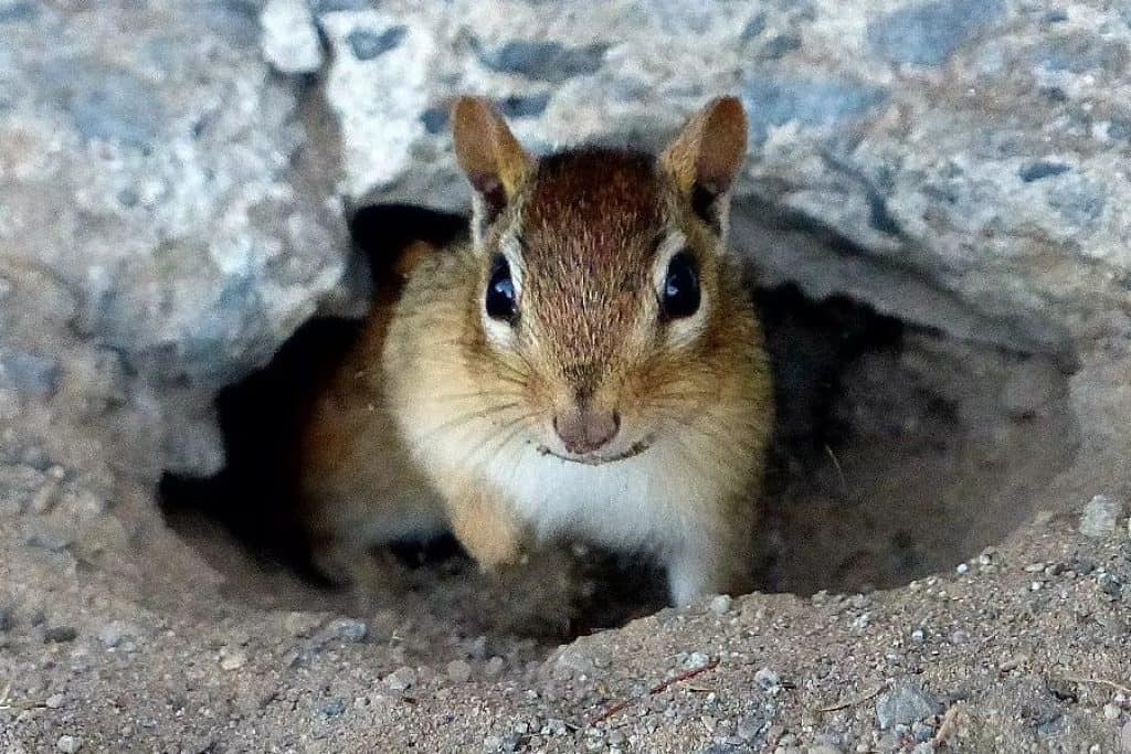 How to Seal a Chipmunk Hole: Effective Ways to Get Rid of a Rodent