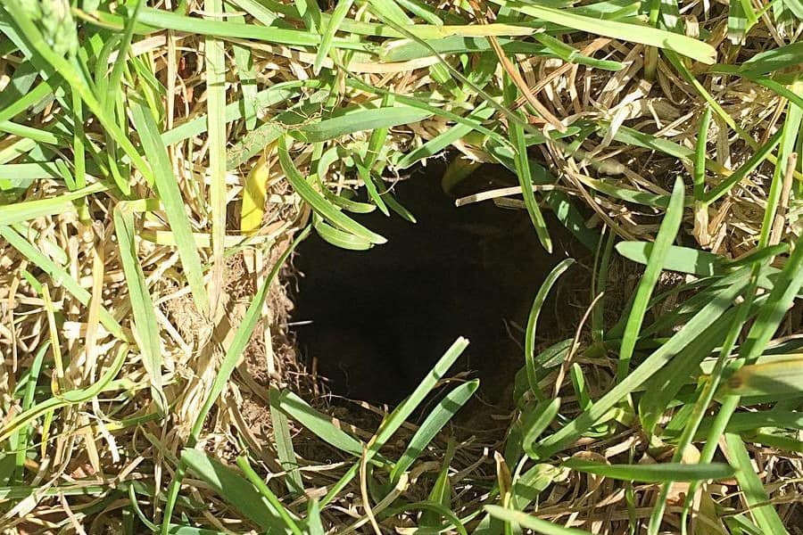 chipmunk holes in ground