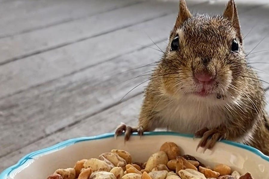 chipmunk and many nuts