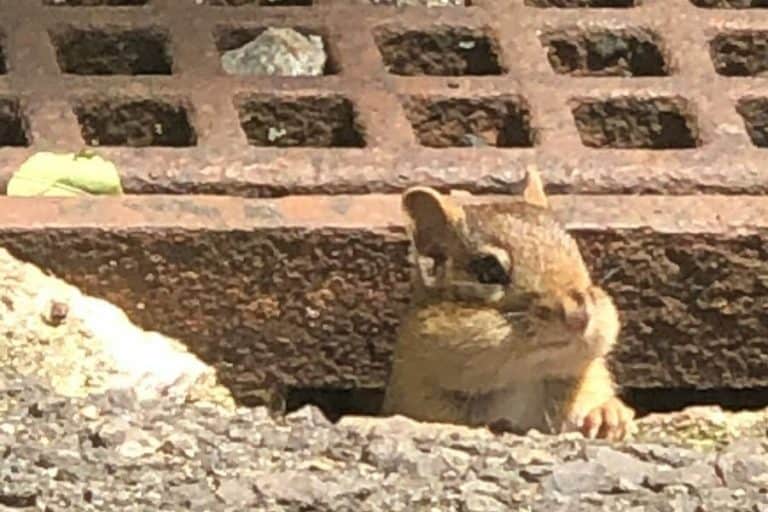 Does Vinegar Repel Chipmunks? You’ll Be Surprised by the Answer!